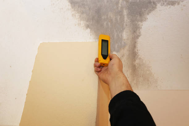 Best Attic Mold Removal  in East Cleveland, OH